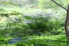 Cyperus alternifolius